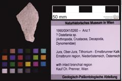 Foto (Objekt + Etiketten) von ? Distefania sp. (NHMW-GEO-1990-0041-0260)